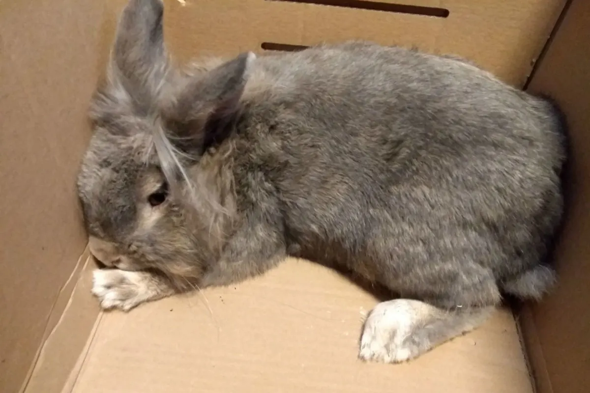 Tierquälerei - Kaninchen in Plastiksack aufgefunden