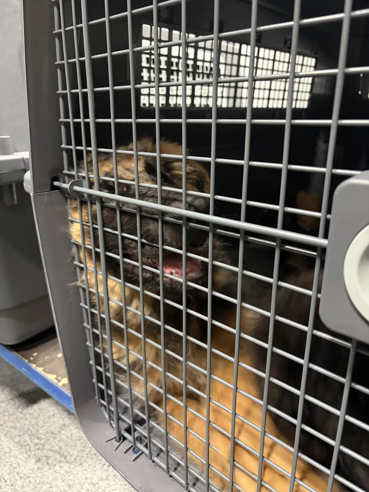 Ein Hund mit braun-schwarzem Fell sitzt hinter einem Gitter in einer Transportbox. Die Szene ist in einem Innenbereich aufgenommen.