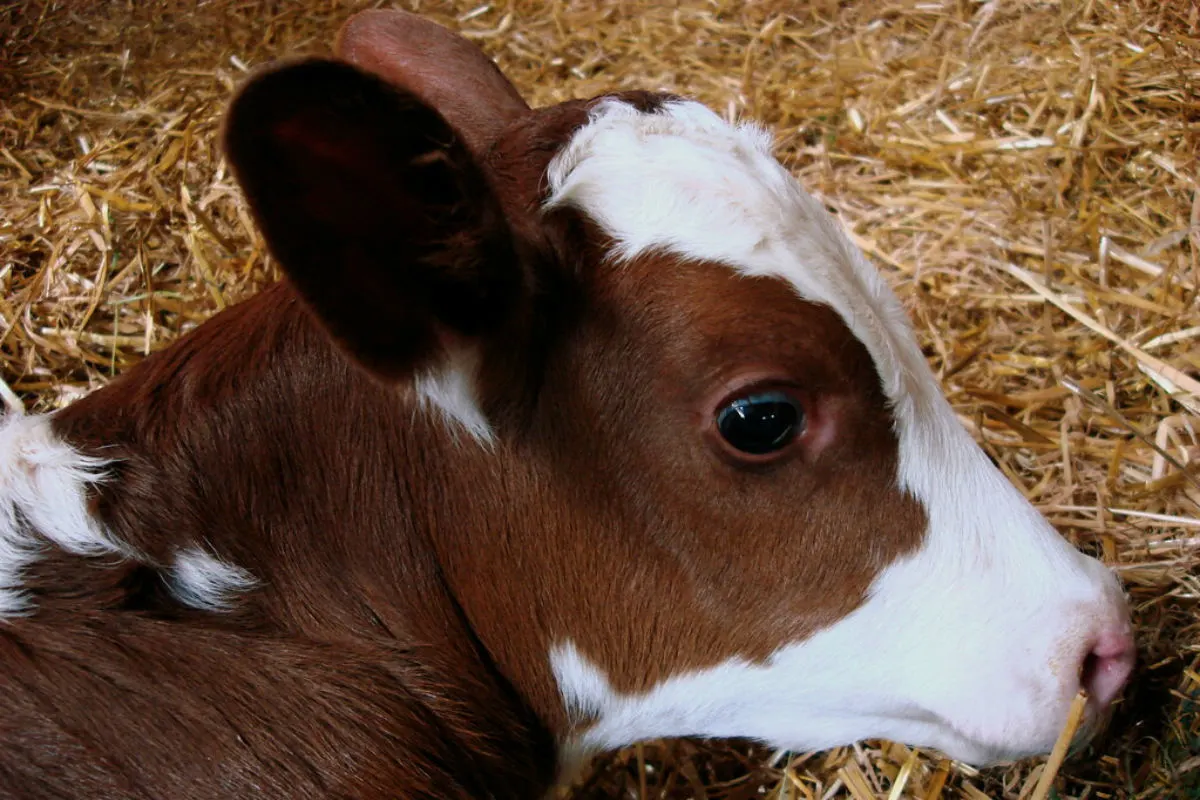 Widerliche Tat in Idstein – Kälber getötet und weitere Tiere verletzt - Zeugen gesucht