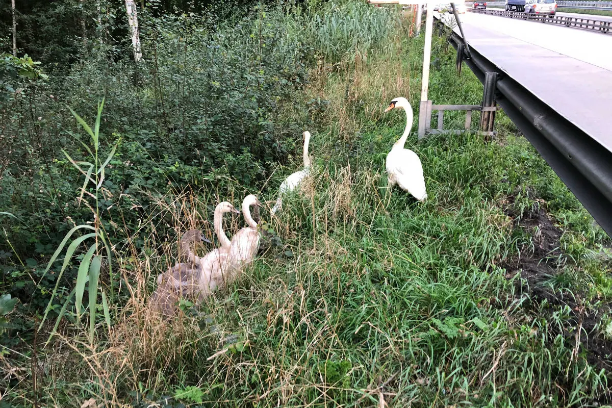 Bremen-Arsten (DE) - Schwanenfamilie verirrt sich auf die Autobahn