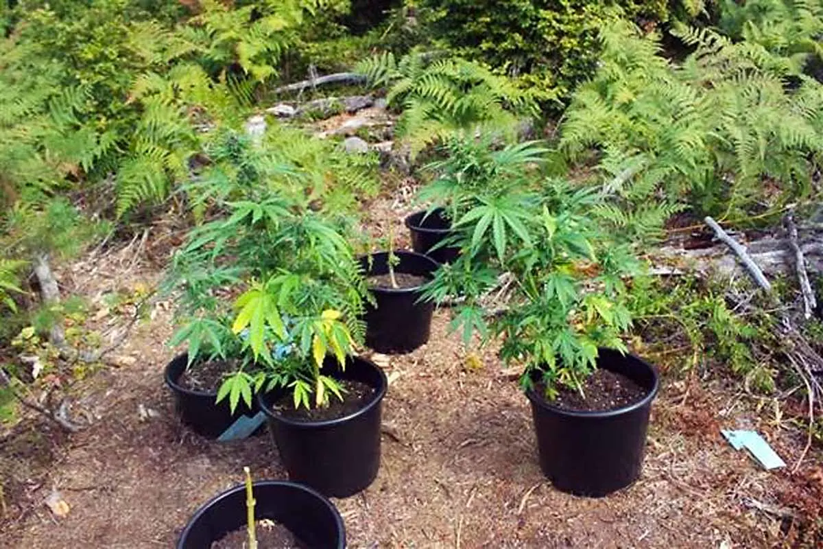 Dansenberg - Cannabis-Plantage entdeckt