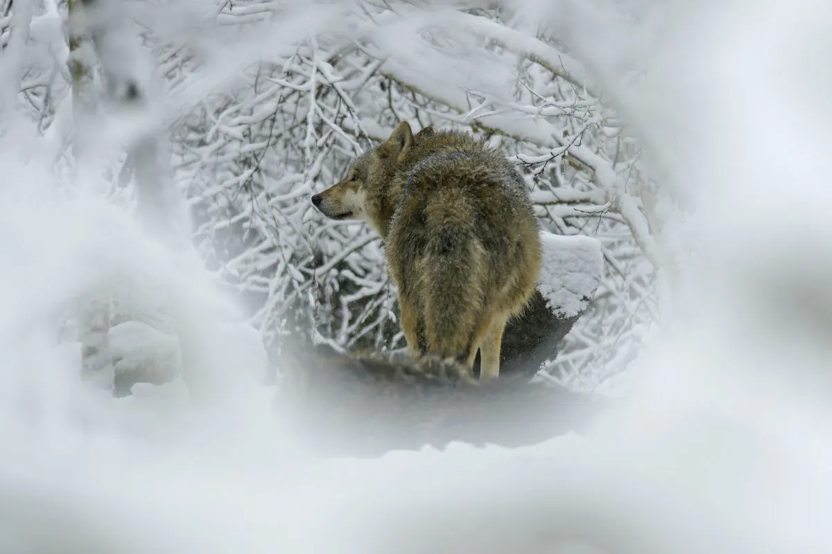 Appenzell - Wolfspräsenz genetisch bestätigt