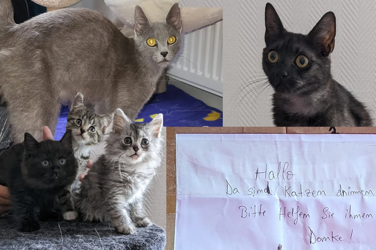 Rheda-Wiedenbrück NW - Neun Katzen ausgesetzt 