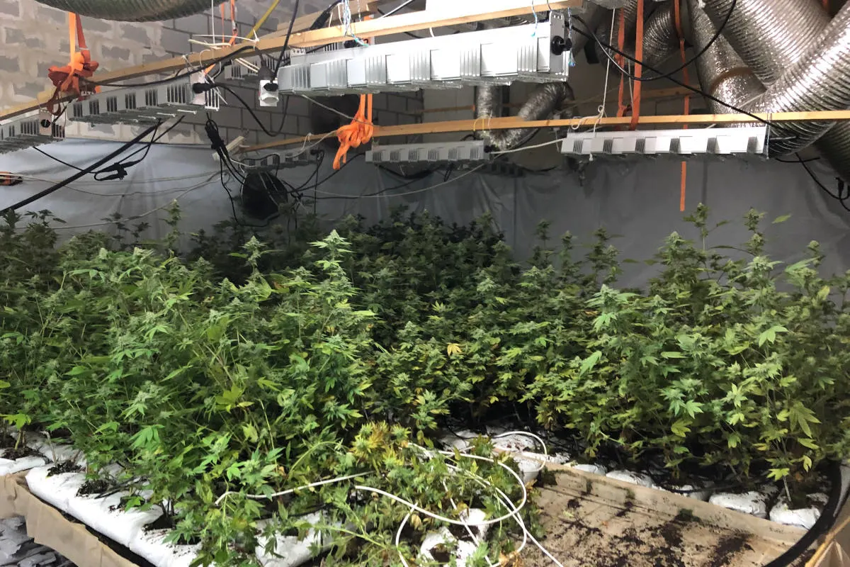 Razzia in Winterthur ZH – Indoor-Hanfanlage ausgehoben