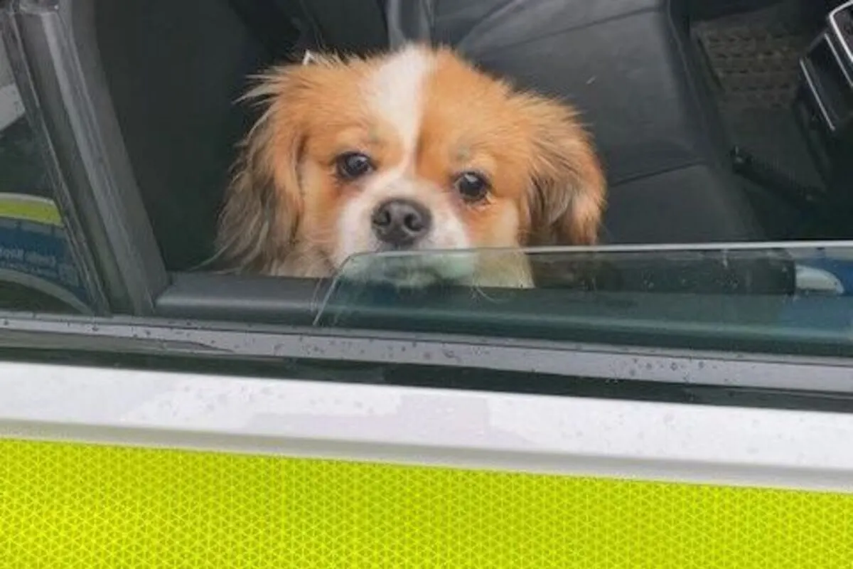 Frankenthal RP - Hund zum Betteln missbraucht
