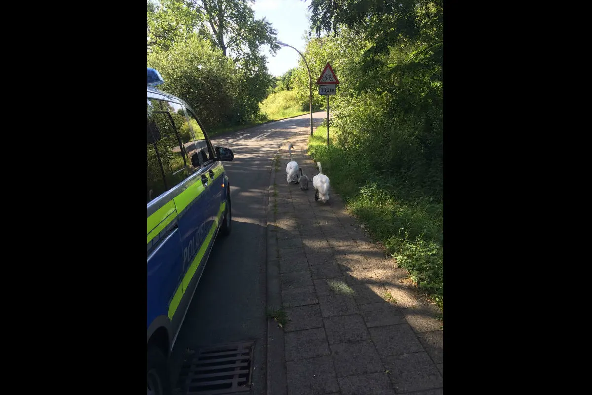 Polizei rettet Schwanenfamilie