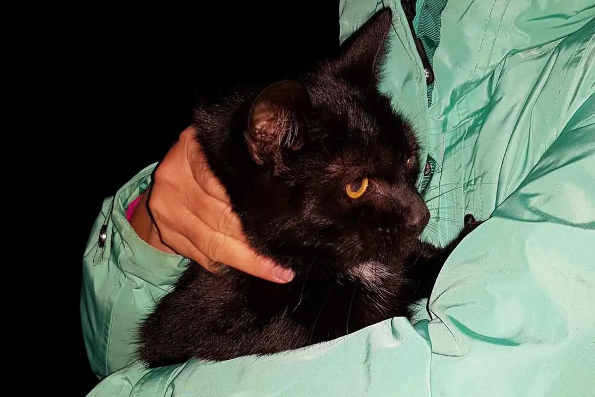 Breckerfeld - Katze von Silo gerettet