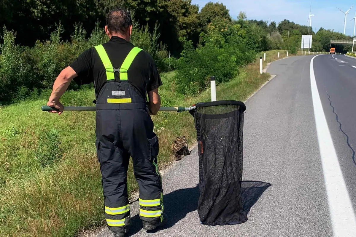 A4 Parndorf B – Uhu von Autobahn gerettet