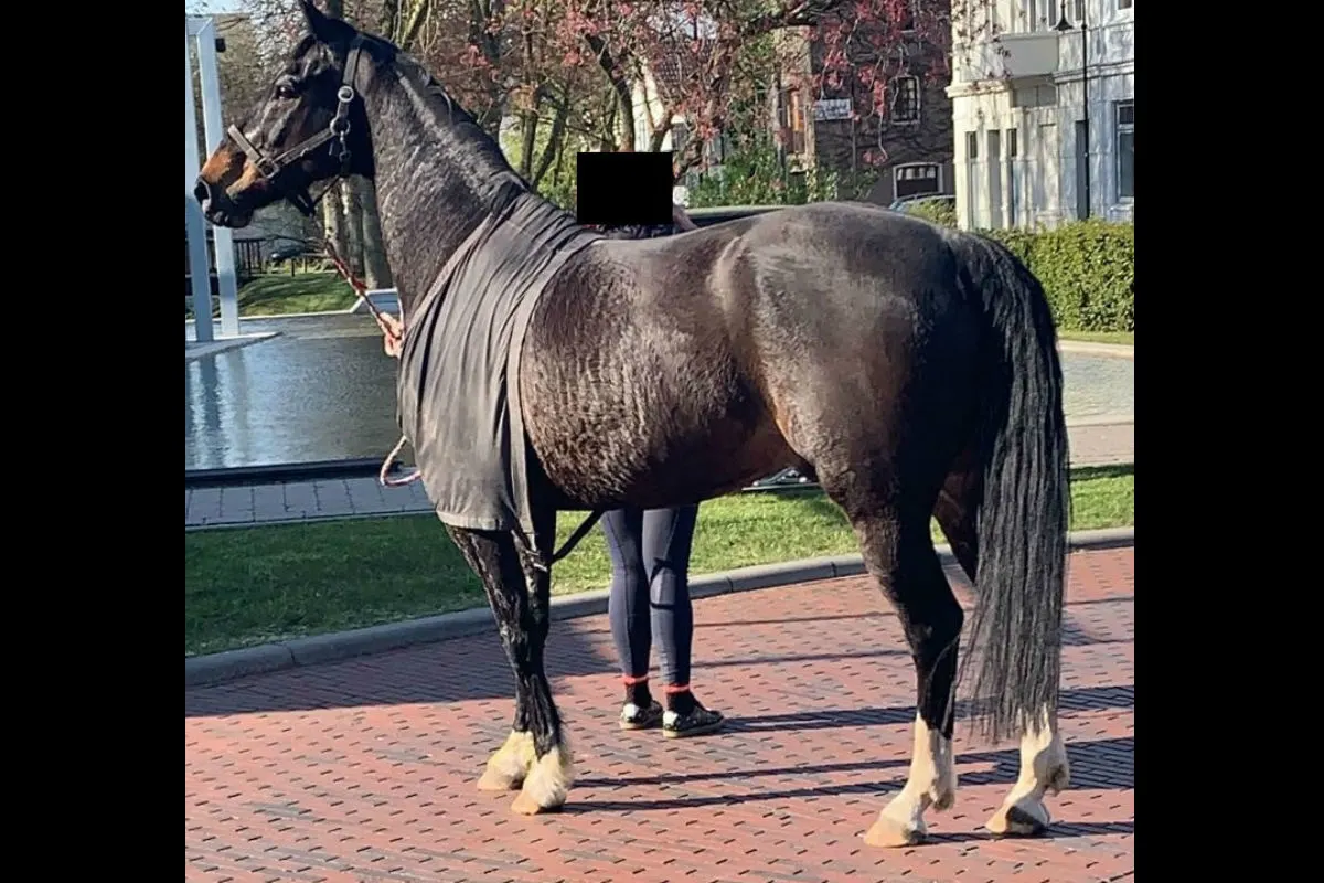 Pferd entlaufen 