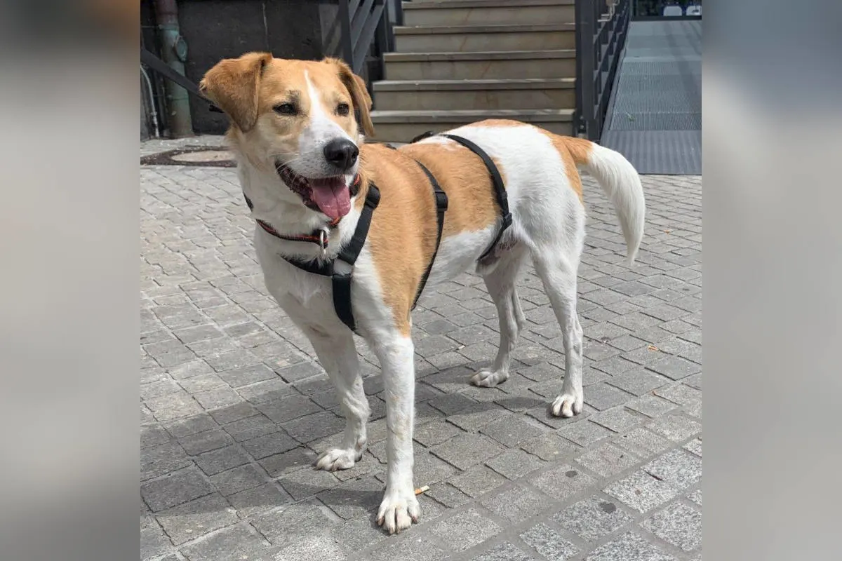 Bremen – Hunde ohne Besitzer aus den Gleisen gerettet