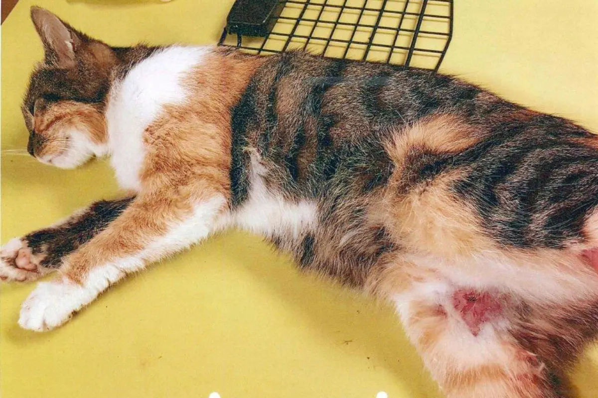 Katze mit Schussverletzungen aufgefunden - Zeugenaufruf