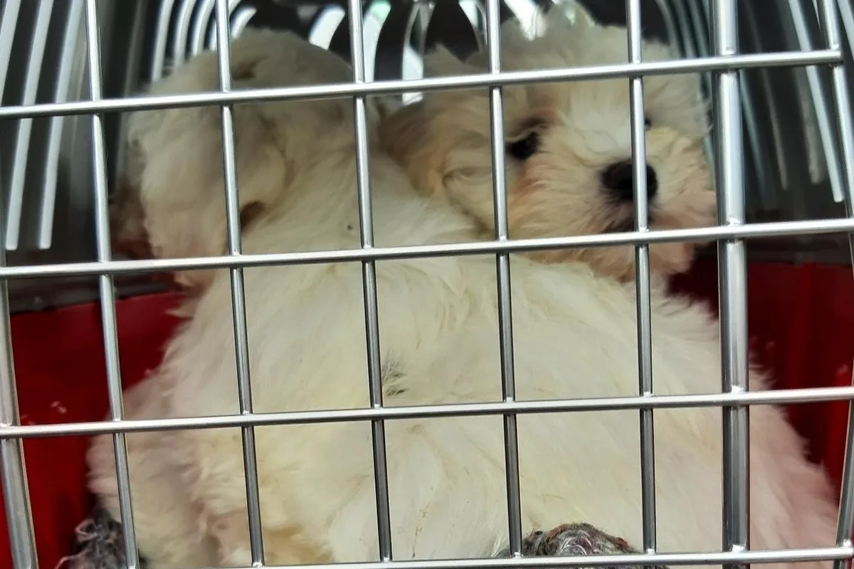 Reitzenhain - Handel mit Hundewelpen unterbunden