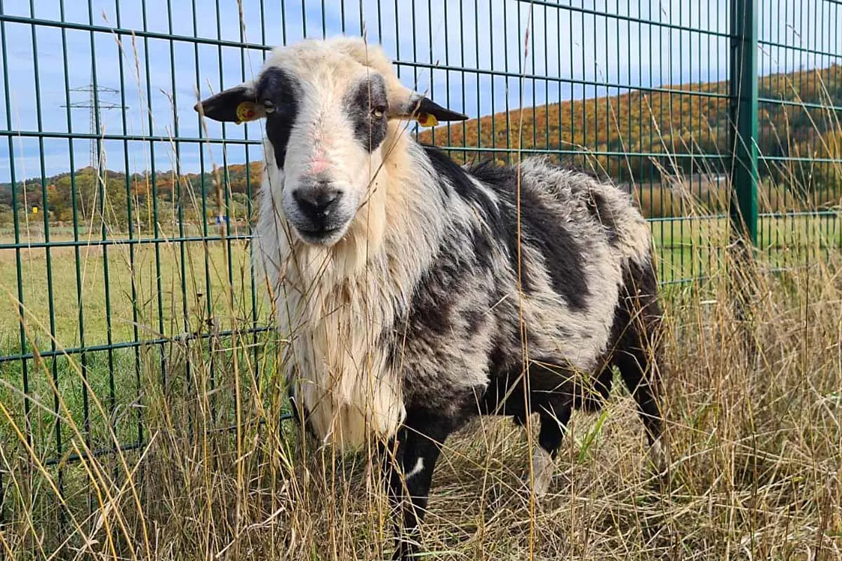 Schafbock in Weiershausen verschwunden - Wo ist "Schnecki"?