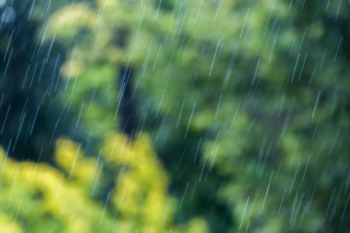Das Bild zeigt in der Unschärfe fallende Regentropfen vor einem Hintergrund aus Bäumen. Die Aufnahme ist unscharf und fokussiert auf den Regen.