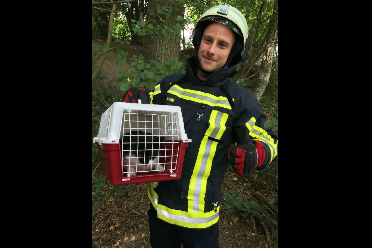 Bochum (DE) - Junge Katze aus Baum gerettet