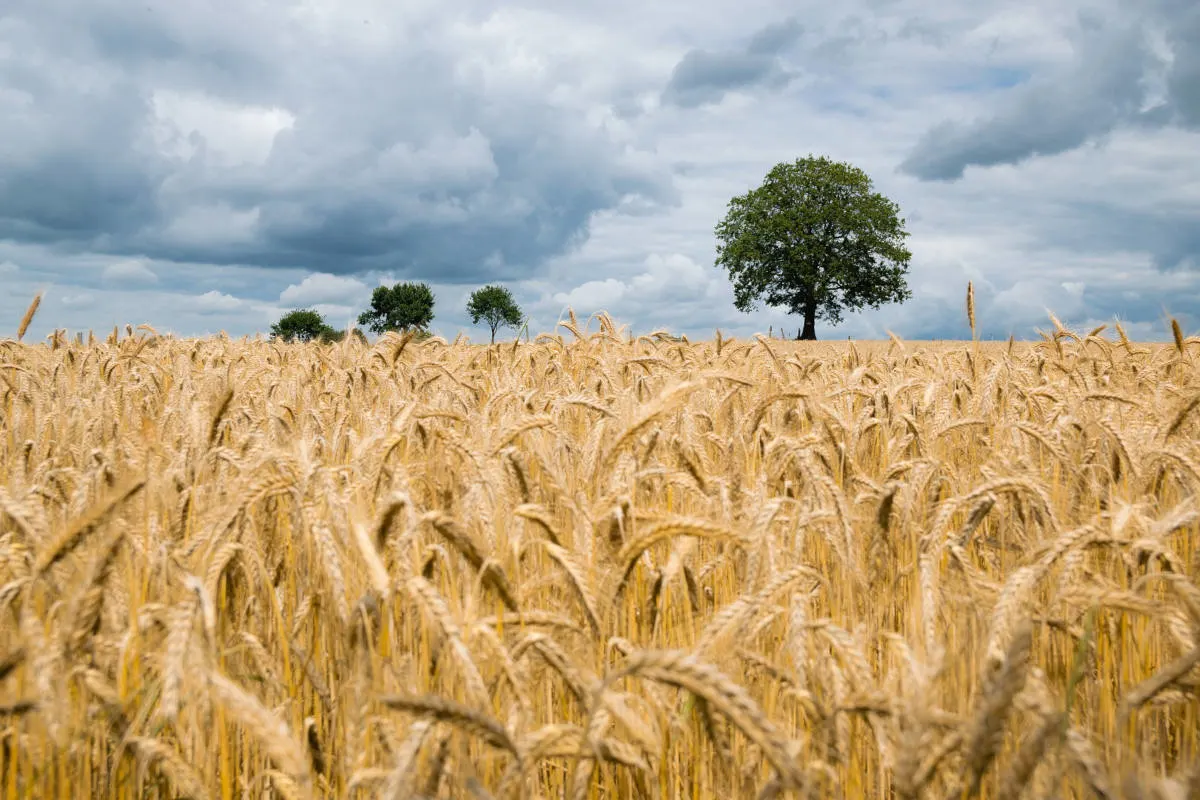 Irrfahrt ins Kornfeld