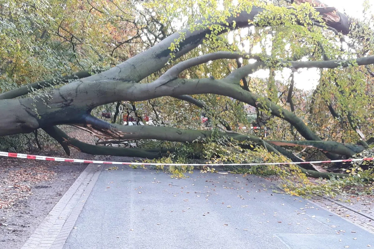 Unfall Nottensdorf - 20 Meter hoher Baum stürzt auf geparktes Auto