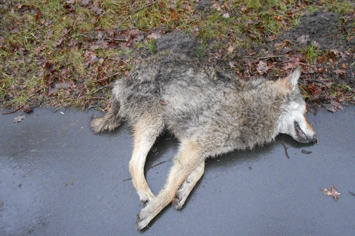 Rotenburg - Junger Wolf verendet nach Verkehrsunfall