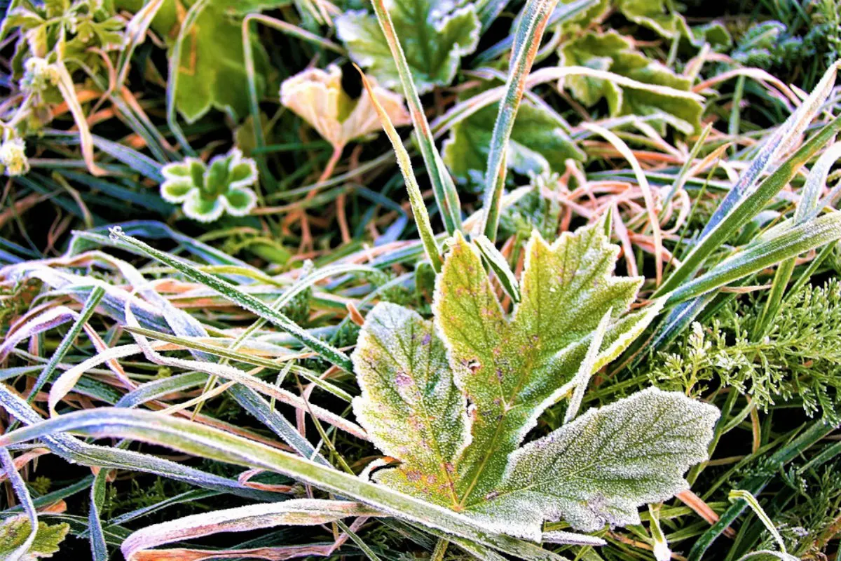 Verbreitet leichter Bodenfrost in weiten Teilen der Schweiz