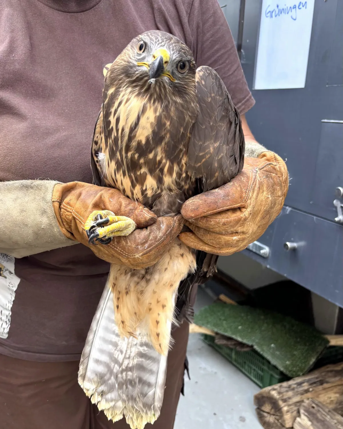 Eine Person in braunem Shirt und Lederhandschuhen hält einen Greifvogel. Im Hintergrund ist ein Schild mit Aufschrift 'Grüningen' sichtbar.