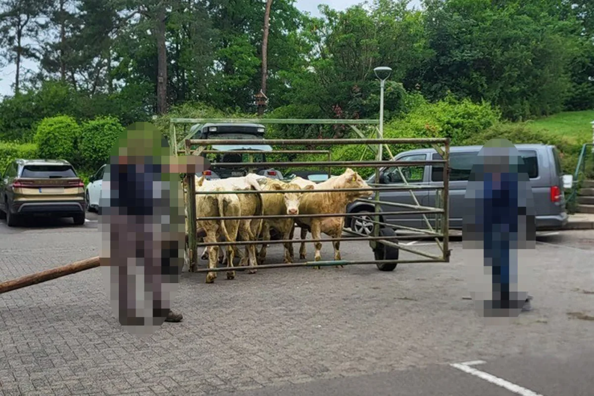 Eine Gruppe von Kühen steht eingezäunt in einem mobilen Metallgitter auf einem Parkplatz. Um sie herum sind Menschen sowie Autos sichtbar.
