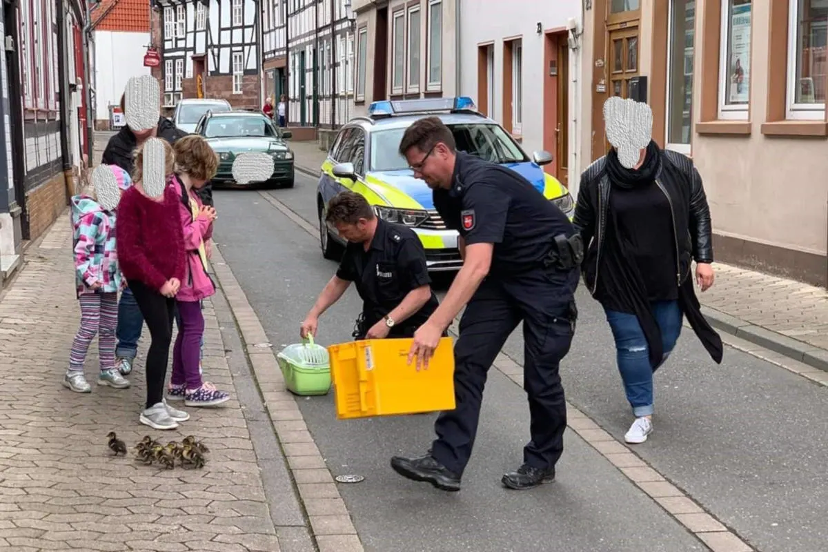 Entenfamilie irrt in Innenstadt umher