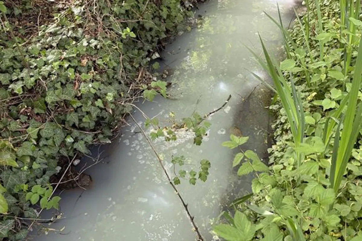 Ein Bach zeigt trübes, grünliches Wasser, umgeben von dichten Pflanzen und Grünzeug an den Ufern. Das Wasser wirkt unnatürlich gefärbt, was auf eine mögliche Verschmutzung hinweist.
