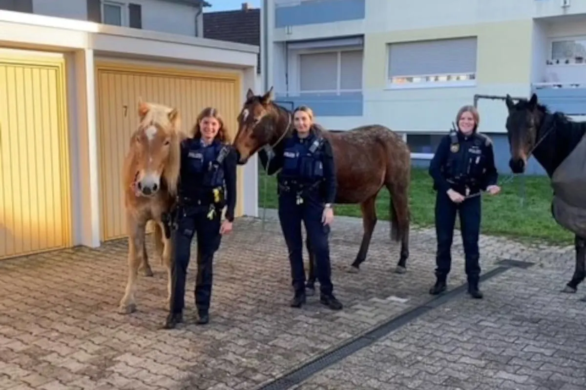 Bobenheim-Roxheim – Pferde auf Abwege