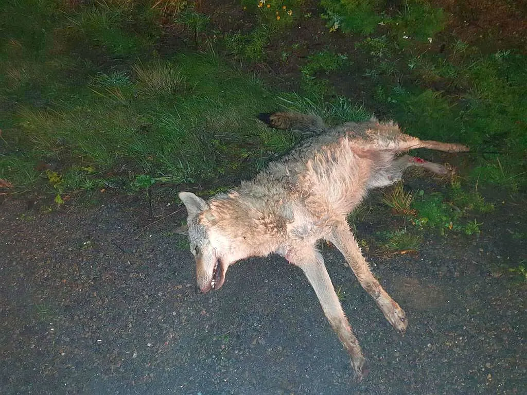 Wolf überfahren - Autoschild in der Nähe gefunden