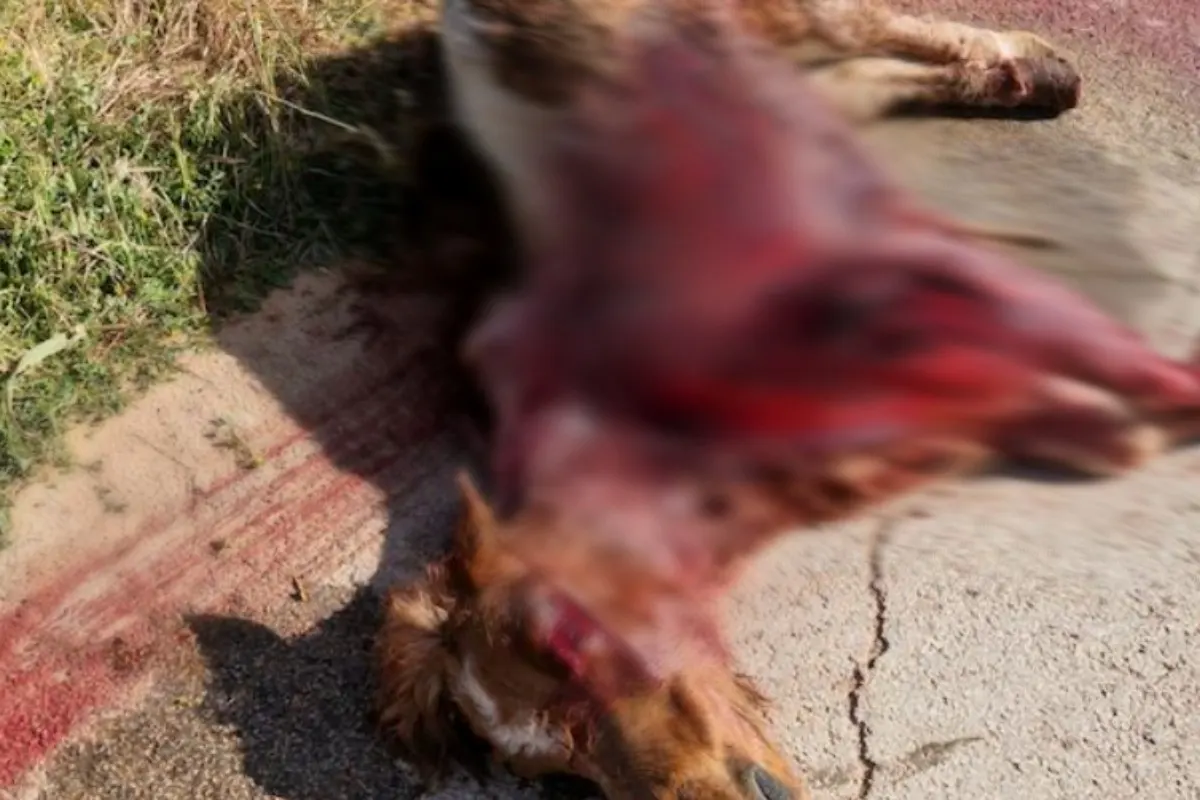 Acate IT - Pony drei Kilometer lang mitgeschleift! Brutalste Tierquälerei auf Sizilien