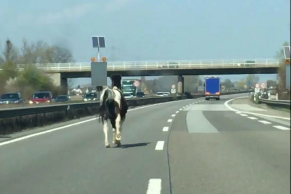 Ein Pferd auf der Autobahn unterwegs