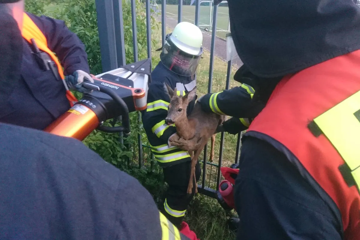 Werne – Reh in Tor eingeklemmt