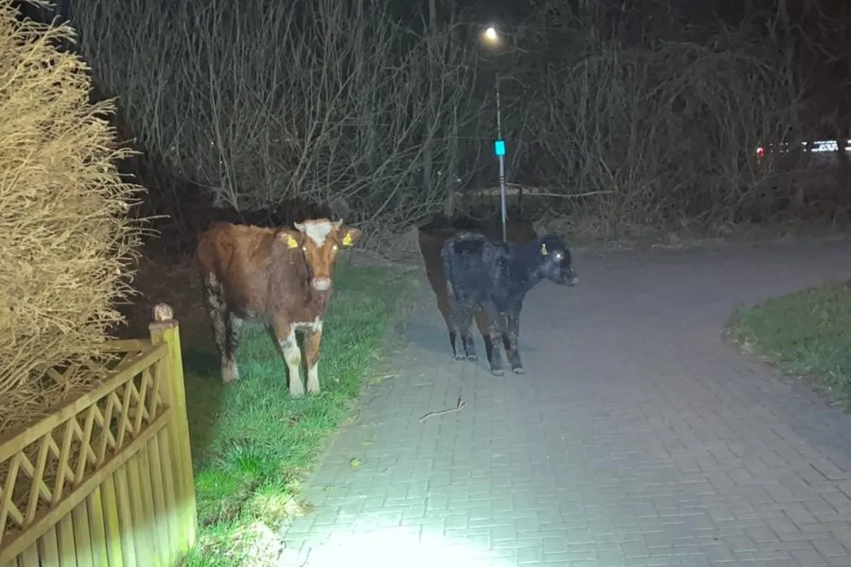 Wilhelmshaven - Wilde Kuhherde löst grossen Polizeieinsatz aus