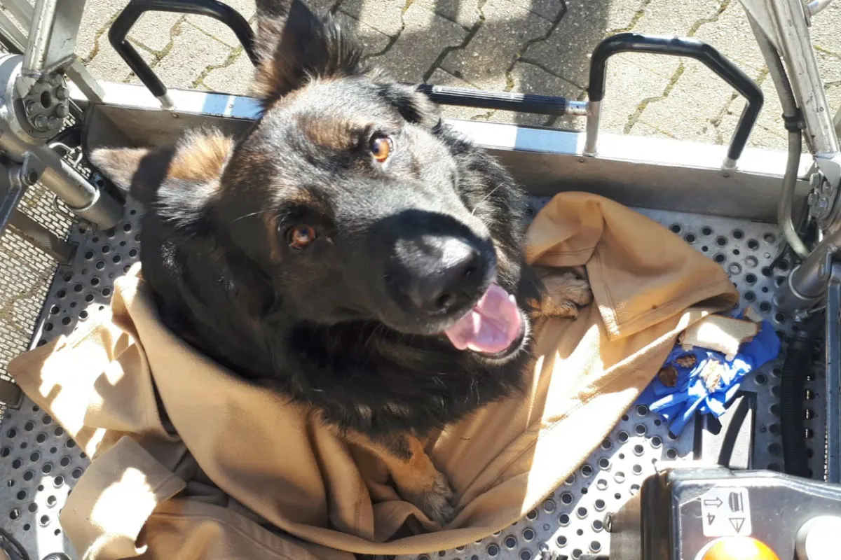 Hund aus ungemütlicher Lage gerettet