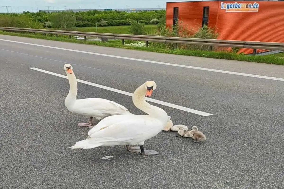 Erfurt - Verkehrsunfall auf der A 71 wegen einer Schwanenfamilie