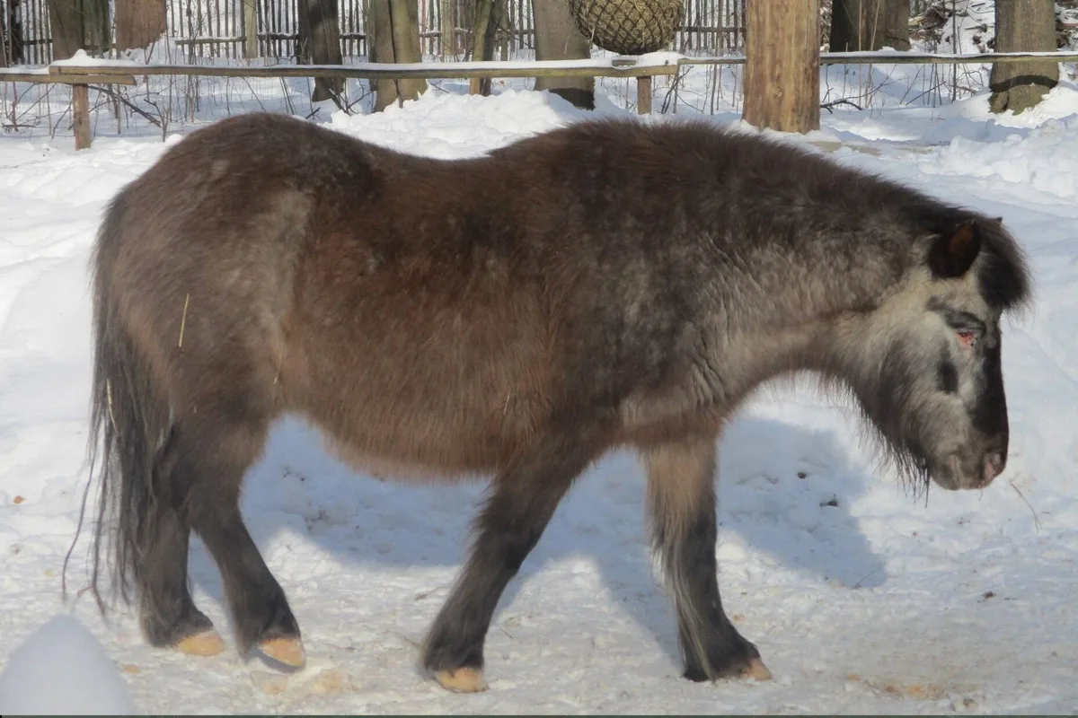Zittau SN – Pony im Tierpark tödlich misshandelt – Polizei sucht Zeugen