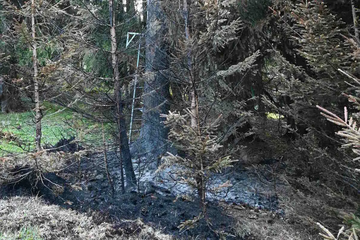 Ein Waldstück mit mehreren verbrannten Bäumen. Eine Aluminiumleiter lehnt gegen einen Baum im Hintergrund.