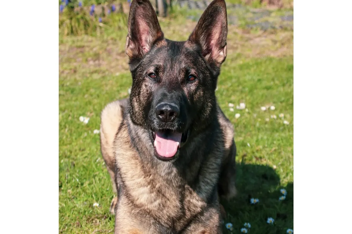 München - Zollhund wird ausgezeichnet