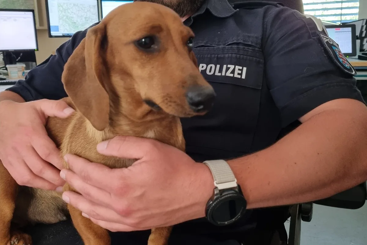 Hund auf der A9 gerettet - Tierhalter gesucht 
