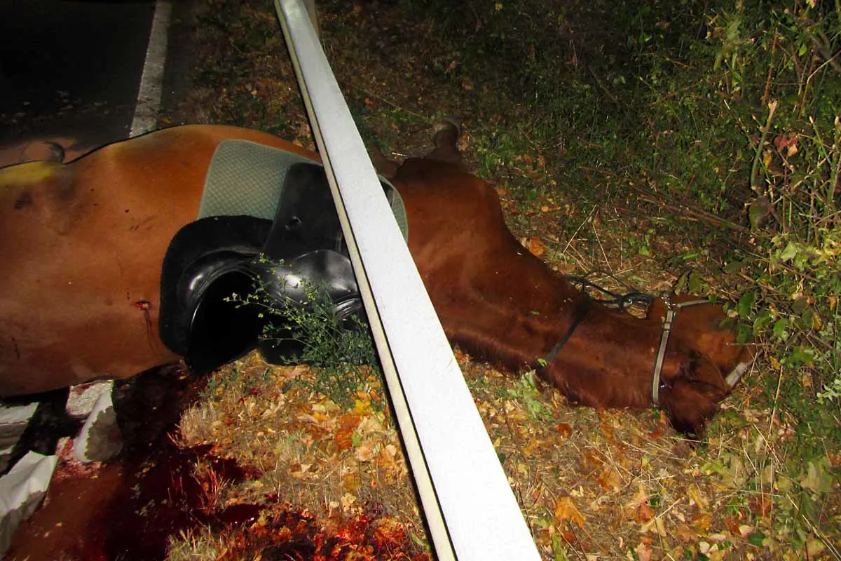 Bingen - Dramatischer Verkehrsunfall mit Reiter