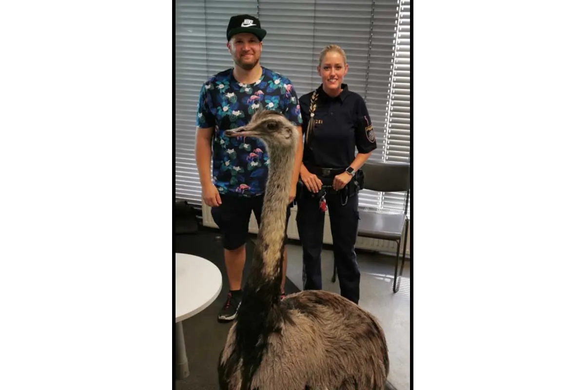 Wien - Einfach nur ein Vogel der mit Besitzer spazieren geht?