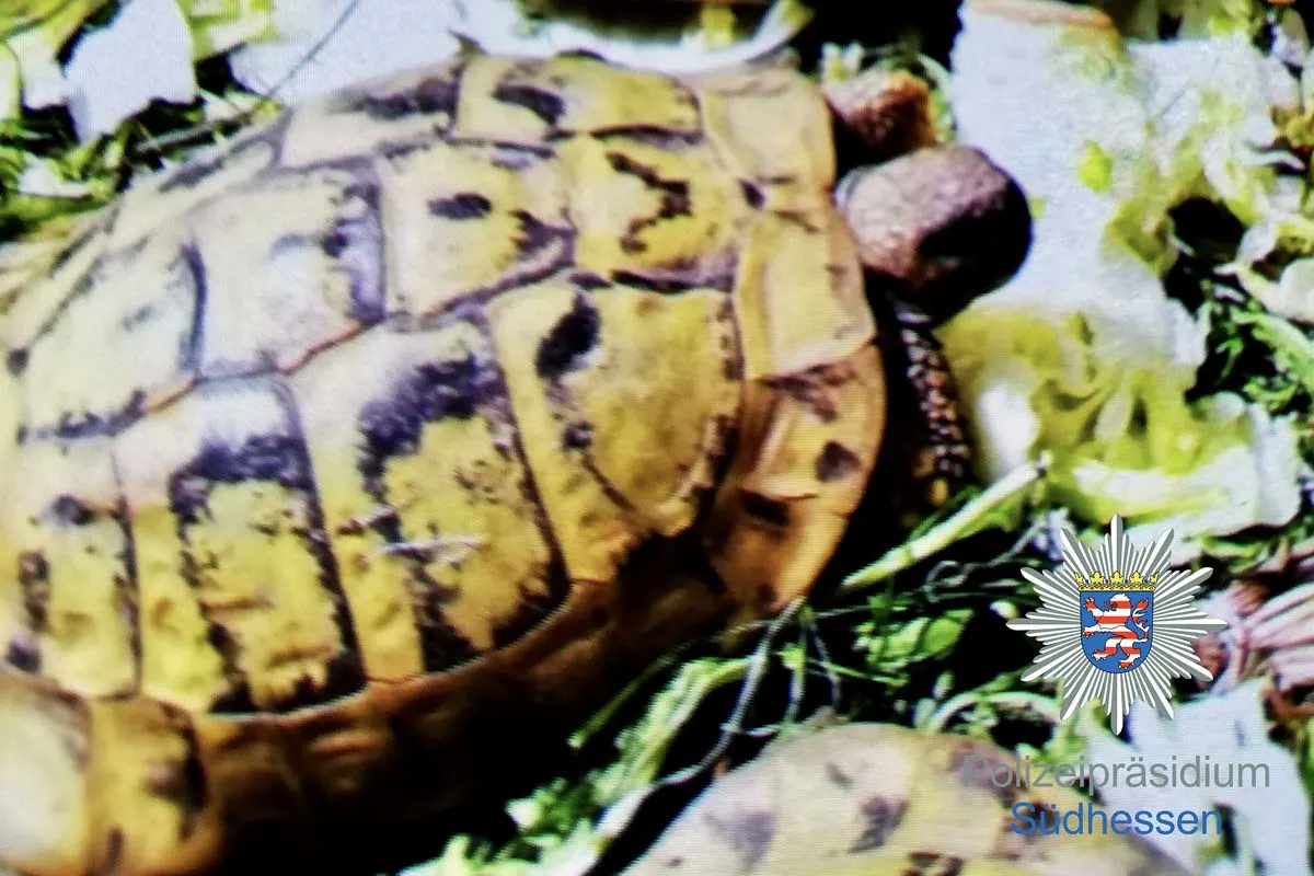 Babenhausen - Zwei griechische Landschildkröten entwendet - Wer kann Hinweise geben?