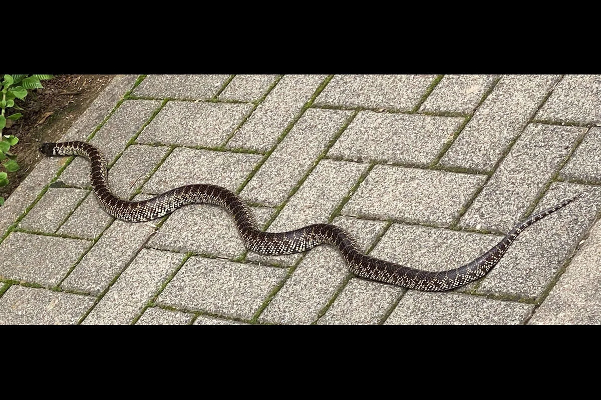 Kusel – Schlangenfund überrascht Anwohner