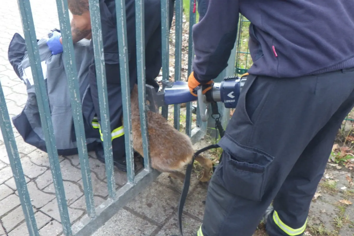 Feuerwehr befreit Rehbock aus misslicher Lage