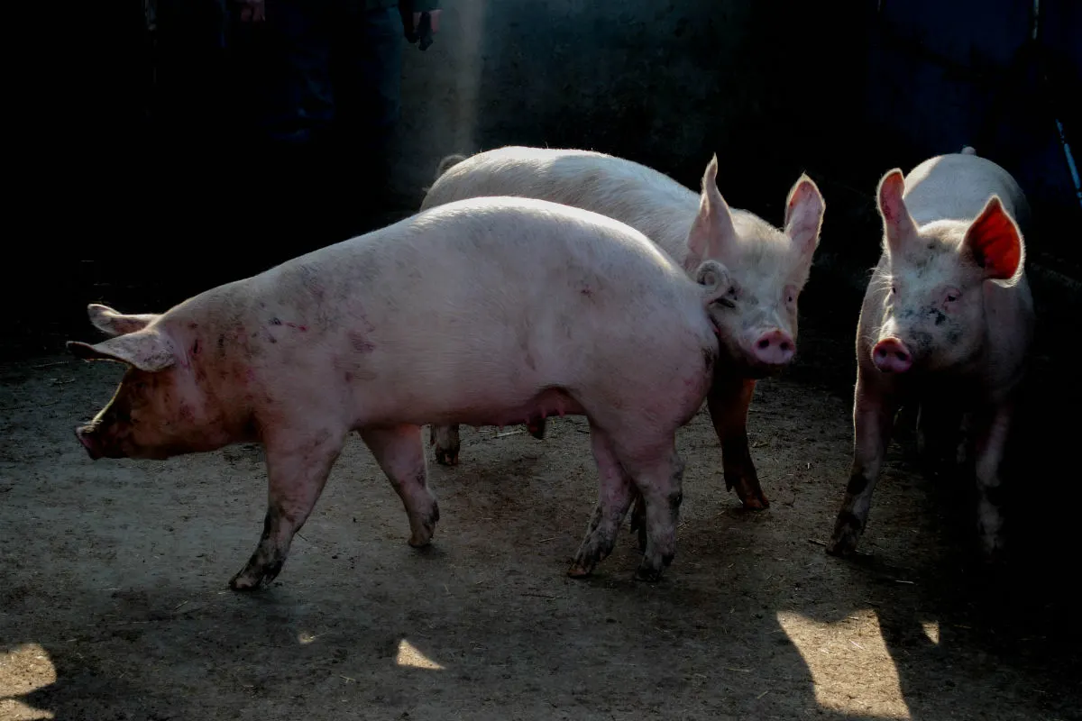 Rüdlingen SH - Schweine freigelassen - Zeugenaufruf