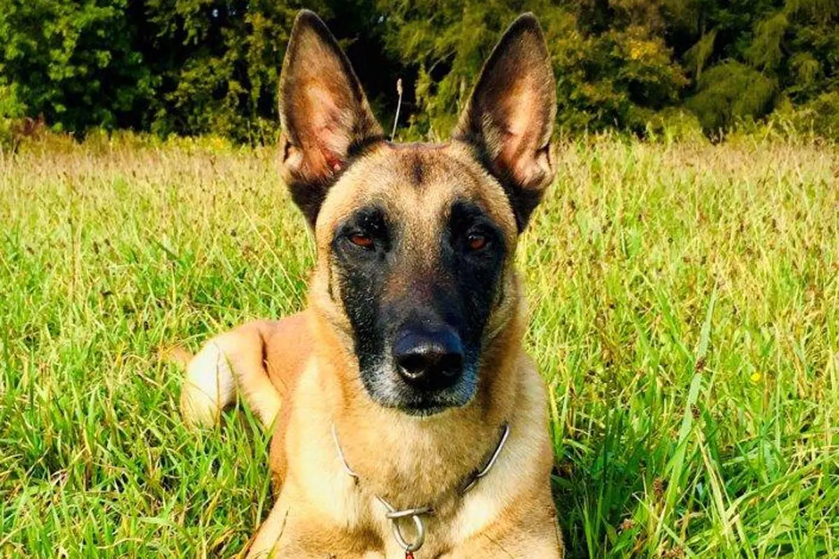 Einbruch in Einkaufsmarkt in Lobbach-Lobenfeld - Dank Polizeihund "Maddox" zwei Tatverdächtige festgenommen