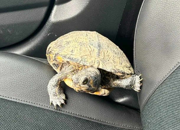 Eine Schildkröte sitzt auf einem Autositz. Sie scheint sich im Inneren eines Fahrzeugs zu befinden.
