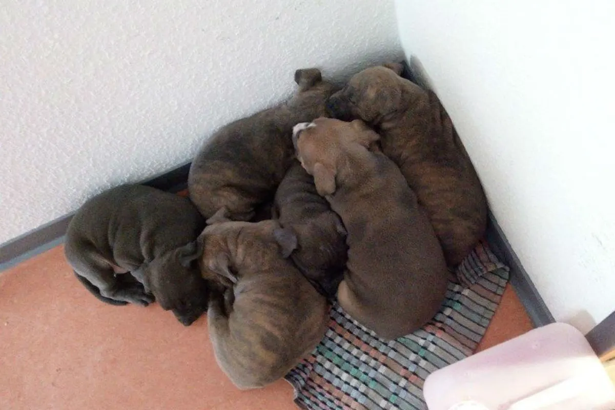 Sechs Hundewelpen auf der A 30 entdeckt