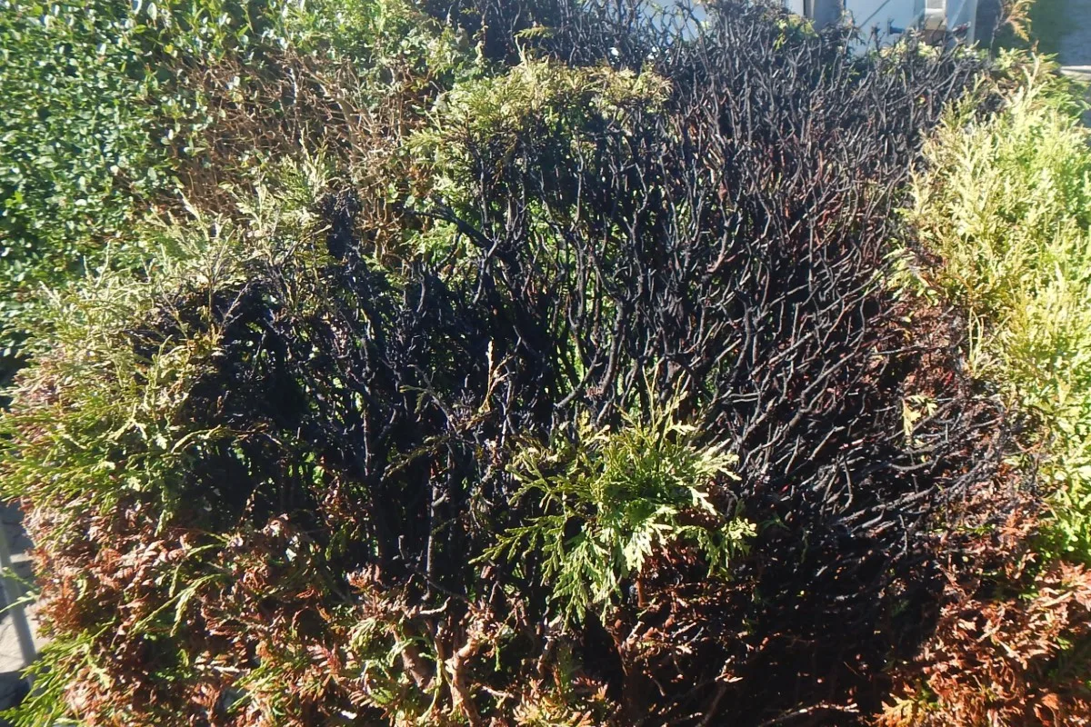 Feuer in Uttwil TG - Thuja-Hecke in Brand geraten