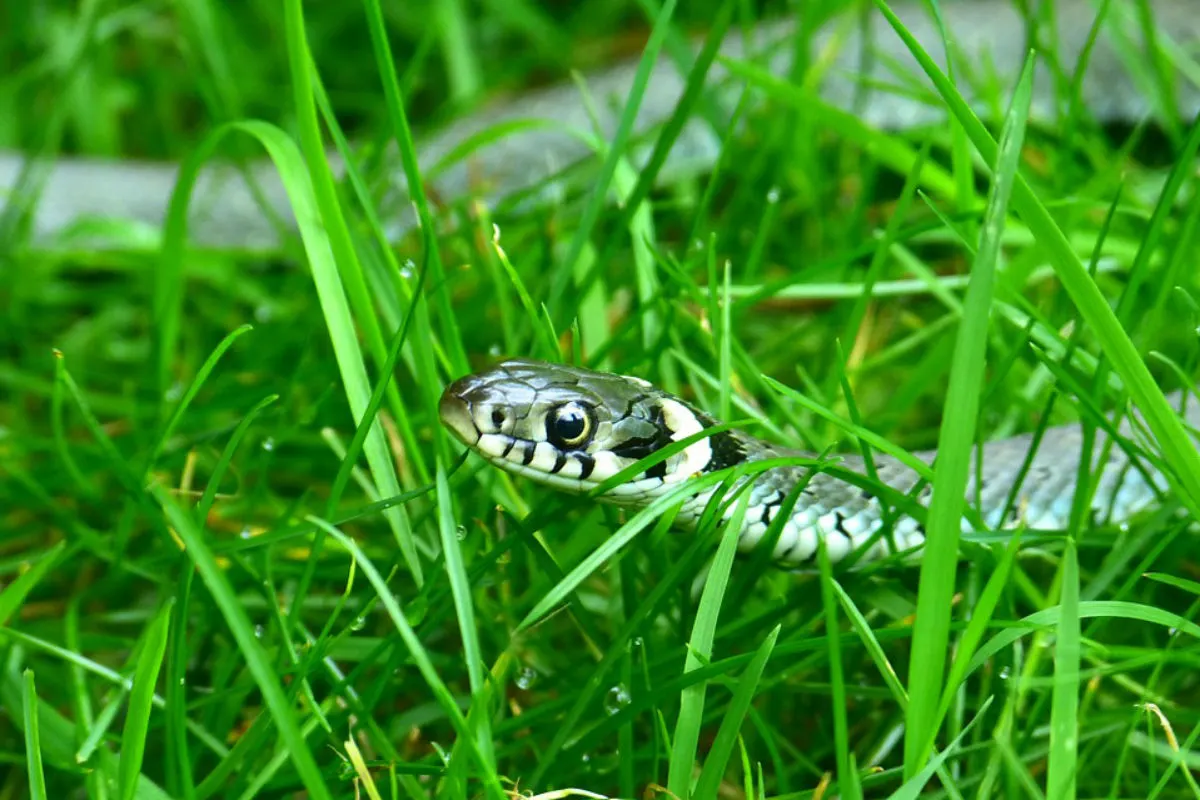 Lörrach BW - Schlange im Garten entdeckt
